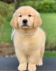 Photo №1. golden retriever - for sale in the city of Prague | negotiated | Announcement № 111566