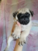 Photo №1. pug - for sale in the city of Москва | 95$ | Announcement № 11414