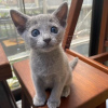 Photo №1. russian blue - for sale in the city of Helsinki | 423$ | Announcement № 123841