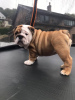 Photo №1. english bulldog - for sale in the city of Киль | 423$ | Announcement № 94923