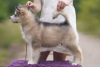 Photo №4. I will sell alaskan malamute in the city of Vitebsk. private announcement - price - negotiated