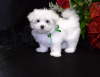 Photo №3. KC Champion Maltese puppies. Malta