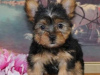 Photo №2 to announcement № 110093 for the sale of yorkshire terrier - buy in United States 