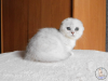 Photo №2 to announcement № 18086 for the sale of scottish fold - buy in Ukraine from nursery
