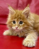 Photo №1. maine coon - for sale in the city of Berlin | negotiated | Announcement № 115130