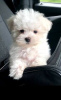 Photo №2 to announcement № 95348 for the sale of maltese dog - buy in Germany private announcement, breeder