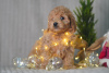 Additional photos: Maltipoo F1