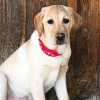 Photo №2 to announcement № 45813 for the sale of labrador retriever - buy in United States private announcement