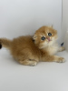 Additional photos: Scottish fold golden kitten