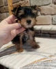 Additional photos: Yorkshire Terrier.