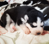 Photo №2 to announcement № 106942 for the sale of siberian husky - buy in Latvia private announcement, from nursery