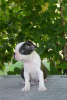 Photo №3. Boston terriers. Serbia