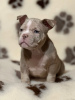 Photo №2 to announcement № 82418 for the sale of american bully - buy in United States private announcement, breeder