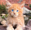 Photo №1. maine coon - for sale in the city of Антверпен | Is free | Announcement № 123974