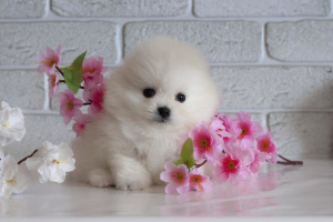 Photo №2 to announcement № 6269 for the sale of pomeranian - buy in Russian Federation breeder
