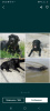 Photo №4. I will sell labrador retriever in the city of Nikopol. breeder - price - 144$