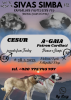 Photo №2 to announcement № 61749 for the sale of anatolian shepherd - buy in Czech Republic breeder