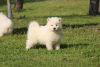 Photo №2 to announcement № 114853 for the sale of samoyed dog - buy in Serbia breeder