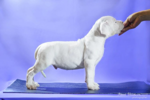 Photo №1. dogo argentino - for sale in the city of Москва | Negotiated | Announcement № 4363