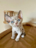 Photo №1. devon rex - for sale in the city of Berlin | 370$ | Announcement № 114526