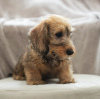 Photo №3. Wirehaired dachshund rabbit puppies, boys, 3 months. Belarus