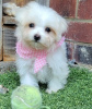 Photo №2 to announcement № 107601 for the sale of maltese dog - buy in Netherlands private announcement