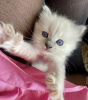 Photo №1. ragdoll - for sale in the city of Texas City | 300$ | Announcement № 102167