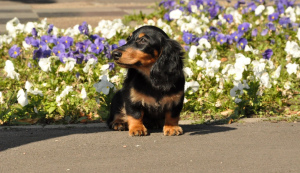 Photo №2 to announcement № 2929 for the sale of dachshund - buy in Russian Federation from nursery