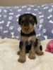 Additional photos: Airedale Terrier ZkwP/FCI puppy - female and male