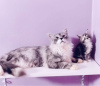 Photo №4. I will sell maine coon in the city of Tallinn. private announcement, from nursery, breeder - price - 1057$
