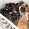 Photo №2 to announcement № 100253 for the sale of american akita - buy in Poland private announcement, from nursery, from the shelter, breeder
