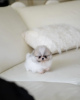 Photo №1. pomeranian - for sale in the city of Los Angeles | 300$ | Announcement № 86368