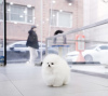 Photo №3. Maltese puppy. Germany