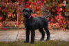 Photo №1. giant schnauzer - for sale in the city of Molodechno | 906$ | Announcement № 121750