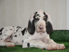 Photo №4. I will sell great dane in the city of Москва. from nursery, breeder - price - negotiated