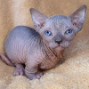 Photo №2 to announcement № 89765 for the sale of sphynx cat - buy in United States breeder