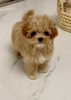 Photo №3. Maltipoo. Russian Federation