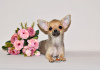 Photo №3. Lovely sable baby. Chihuahua boy.. Russian Federation