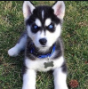 Photo №1. siberian husky - for sale in the city of Novi Vinodolski | 370$ | Announcement № 115728