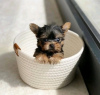 Photo №2 to announcement № 124093 for the sale of yorkshire terrier - buy in United States private announcement, breeder