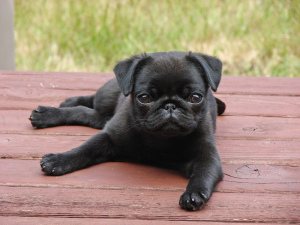 Photo №1. pug - for sale in the city of Kharkov | 700$ | Announcement № 376