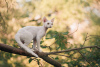 Photo №2 to announcement № 20686 for the sale of devon rex - buy in Russian Federation private announcement, from nursery, breeder