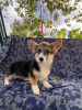 Photo №2 to announcement № 29309 for the sale of welsh corgi - buy in Poland private announcement