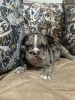 Additional photos: French bulldog puppies