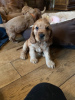 Photo №3. Champion American Cocker Spaniel Puppies for sale. Netherlands