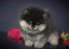 Photo №1. pomeranian - for sale in the city of Chaikovsky | 1918$ | Announcement № 7849