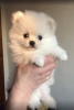 Photo №1. pomeranian - for sale in the city of Dnipro | 2000$ | Announcement № 9379