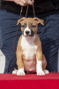 Additional photos: American Staffordshire Terrier puppies of international origin