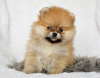 Photo №1. pomeranian - for sale in the city of Dercekliai | 370$ | Announcement № 71519