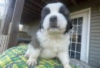 Photo №3. Saint Bernard puppies for sale. Germany